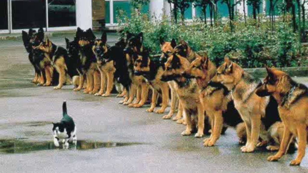 Cat and dogs
